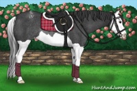 Horse Color:Black Splash Appaloosa Rabicano 