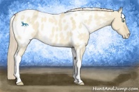 Horse Color:White Spotted Cremello Dun Tobiano Blanket Rabicano 