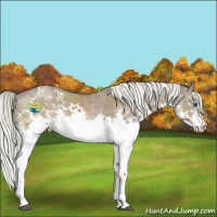 Horse Color:White Spotted Liver Red Dun Sabino Splash Rabicano