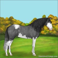 Horse Color:Blue Roan Splash Varnish 