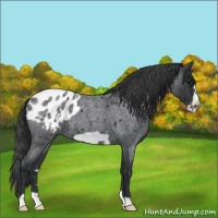 Horse Color:Blue Roan Frame Appaloosa 