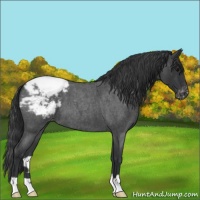 Horse Color:Blue Roan Appaloosa