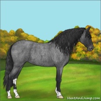 Horse Color:Blue Roan Varnish 