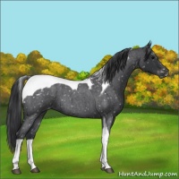 Horse Color:Blue Roan Tobiano Snowflake Varnish