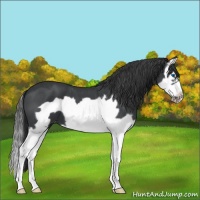 Horse Color:Blue Roan Splash Frame Varnish 