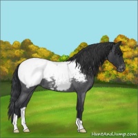 Horse Color:Blue Roan Appaloosa