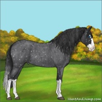 Horse Color:Blue Roan Splash Appaloosa 