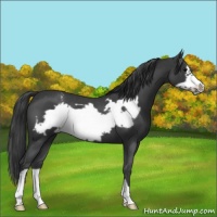 Horse Color:Blue Roan Frame Varnish 
