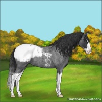 Horse Color:Blue Roan Splash Appaloosa