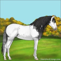 Horse Color:Blue Roan Splash Frame Snowcap Rabicano