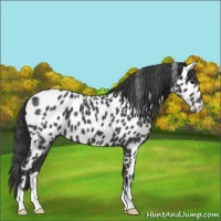 Horse Color:Blue Roan Leopard 