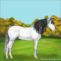 Horse Color:White Spotted Blue Roan Splash Near Fewspot 
