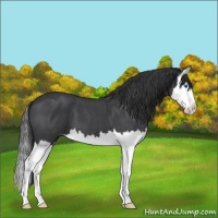 Horse Color:Blue Roan Splash Appaloosa