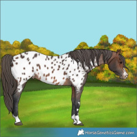 Horse Color:Brown Appaloosa 