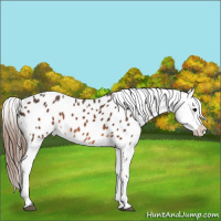 Horse Color:Brown Appaloosa