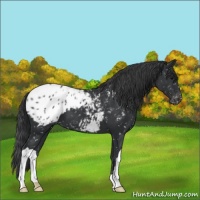 Horse Color:Black Appaloosa 