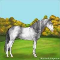 Horse Color:White Spotted Blue Roan 