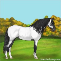 Horse Color:Blue Roan Appaloosa 