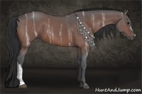 Horse Color:Bay Ice 