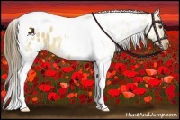 Horse Color:White Spotted Buckskin Dun Tobiano Appaloosa