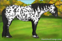 Horse Color:Gray Black Near Leopard 