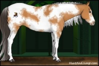 Horse Color:Buckskin Sabino Splash Tobiano Frame 