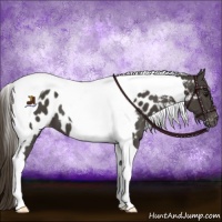 Horse Color:Smoky Black Tobiano Appaloosa 