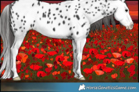 Horse Color:Black Splash Near Leopard