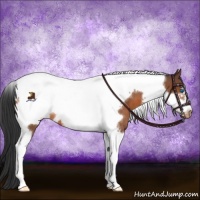 Horse Color:Bay Roan Tobiano Frame Appaloosa 