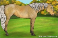 Horse Color:Silver Buckskin 