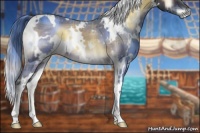 Horse Color:Plaid  White Spotted Bay Onyx