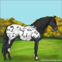 Horse Color:Blue Roan Appaloosa 