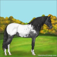 Horse Color:Blue Roan Snowcap 