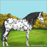 Horse Color:Blue Roan Near Leopard 