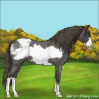 Horse Color:Smoky Blue Roan Frame Varnish 