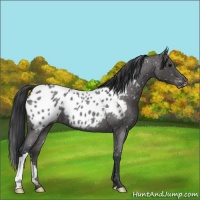 Horse Color:Blue Roan Appaloosa 