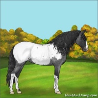 Horse Color:Blue Roan Snowcap 