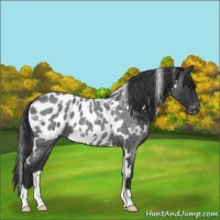 Horse Color:White Spotted Blue Roan Blanket 