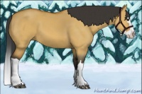 Horse Color:Bay Dun Splash 