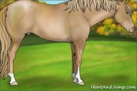 Horse Color:Liver Chestnut Pearl