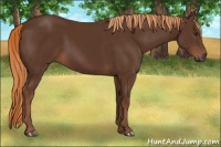 Horse Color:Gray Chestnut 