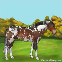 Horse Color:White Spotted Brown 