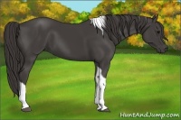 Horse Color:Smoky Black Tobiano 