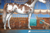 Horse Color:White Spotted Liver Chestnut Splash 