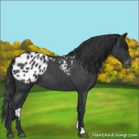 Horse Color:Blue Roan Appaloosa