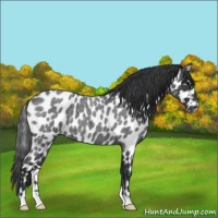 Horse Color:Blue Roan Leopard 