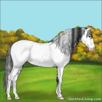 Horse Color:Black Fewspot 