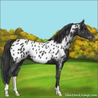 Horse Color:Blue Roan Appaloosa
