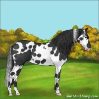 Horse Color:Black Splash Tobiano 
