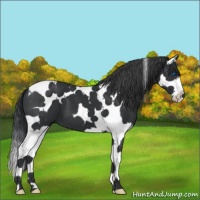 Horse Color:Black Splash Tobiano